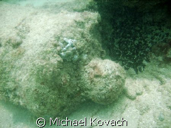Canon on the Scuba Trail on the Inside Reef at Lauderdale... by Michael Kovach 